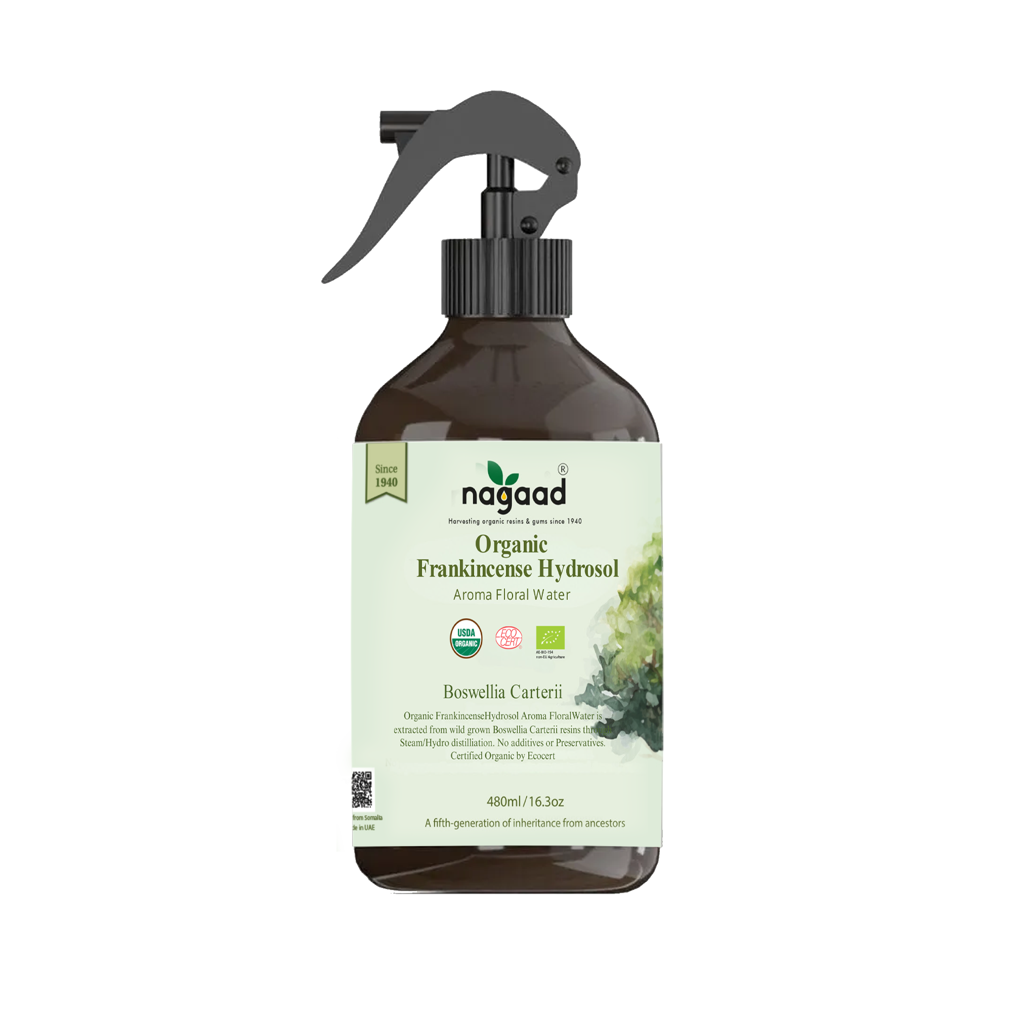 A single green leaf against a white background.