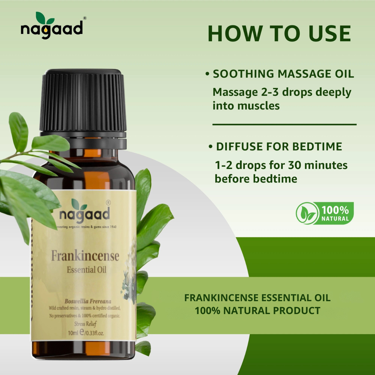 A single monstera leaf in a clear glass vase against a white background.