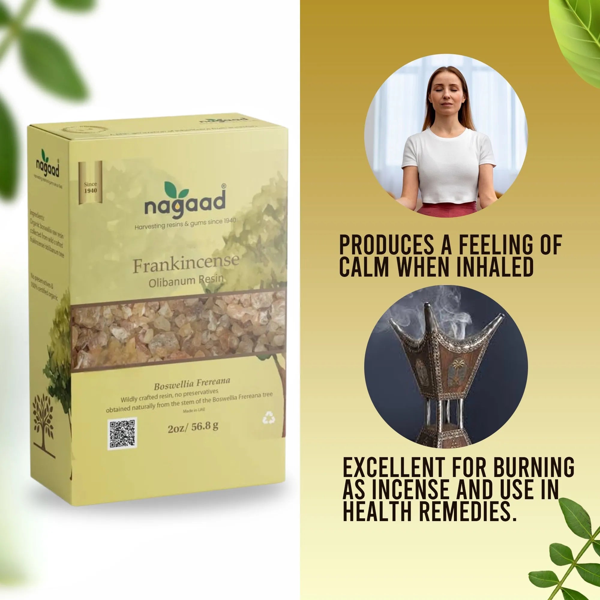 A single monstera leaf in a clear glass vase against a white background.