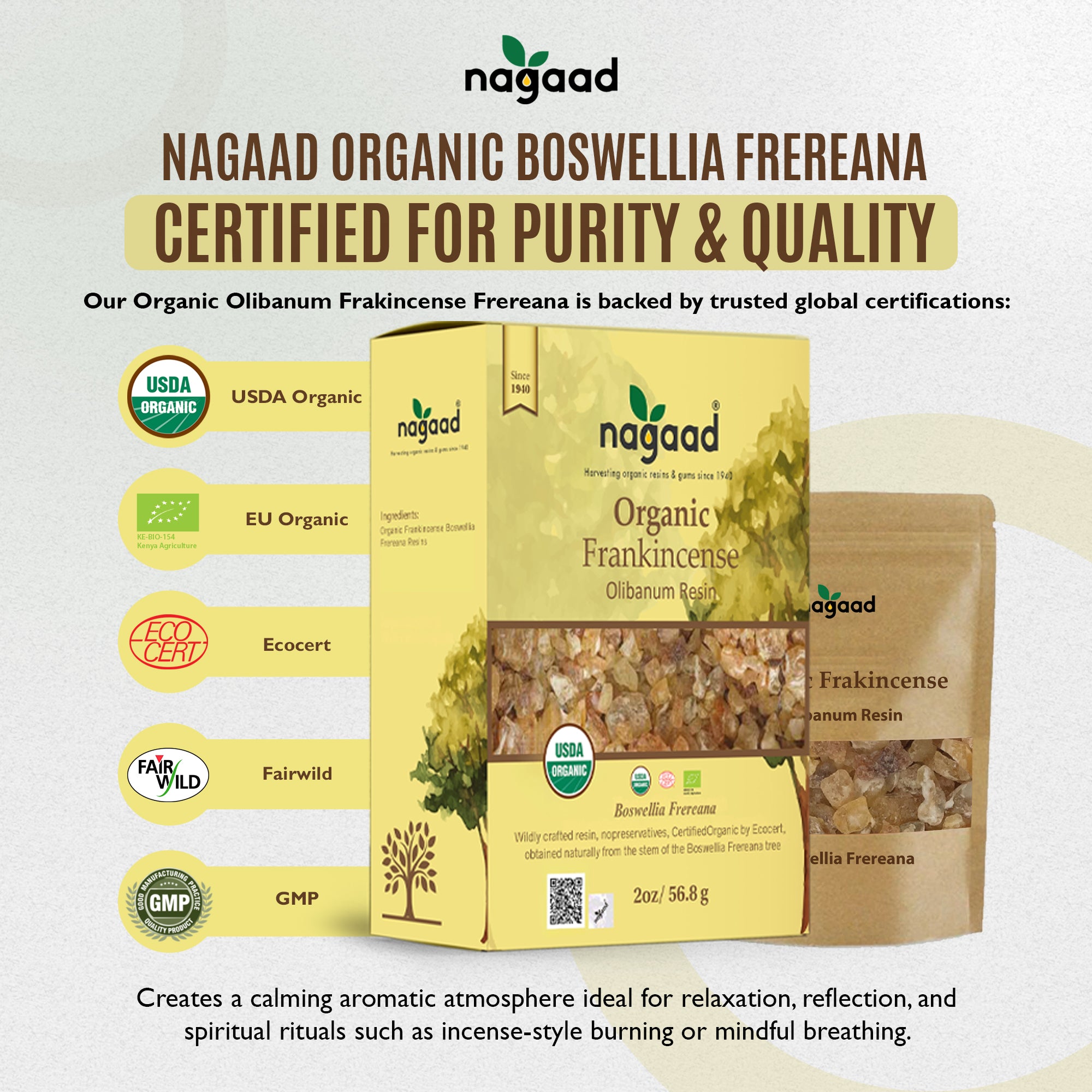 A single monstera leaf in a clear glass vase against a white background.