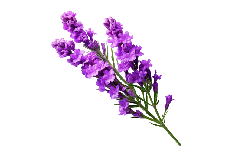 Bulgarian Lavender